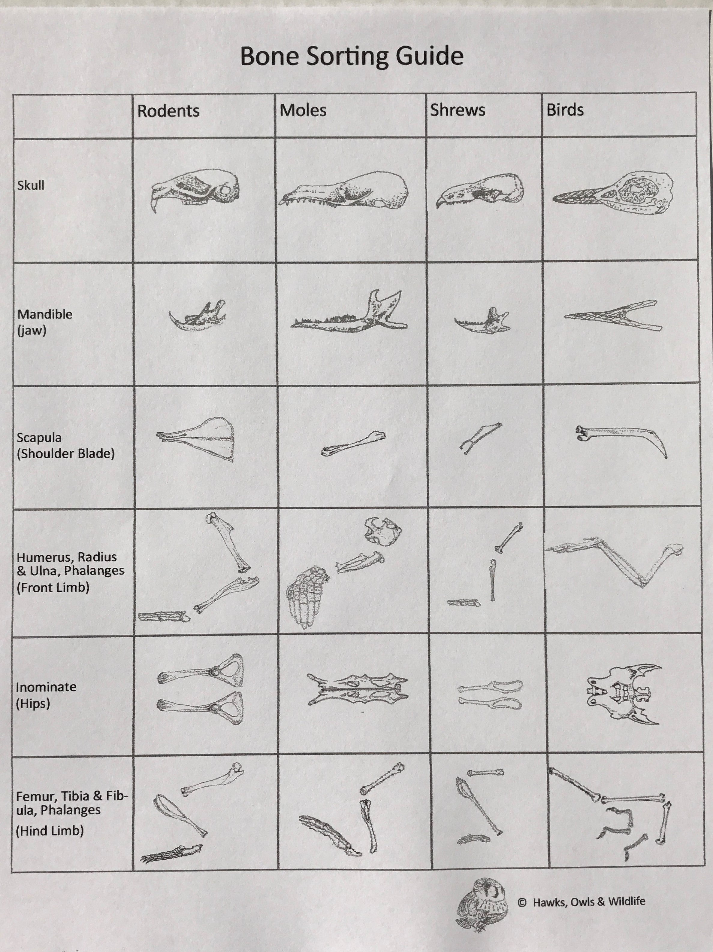 Owl Pellet Bone Sorting Guides