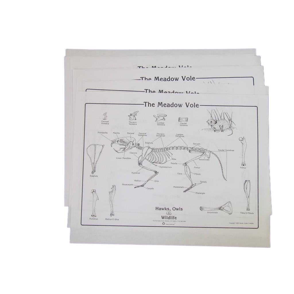 Individual Student Vole Charts