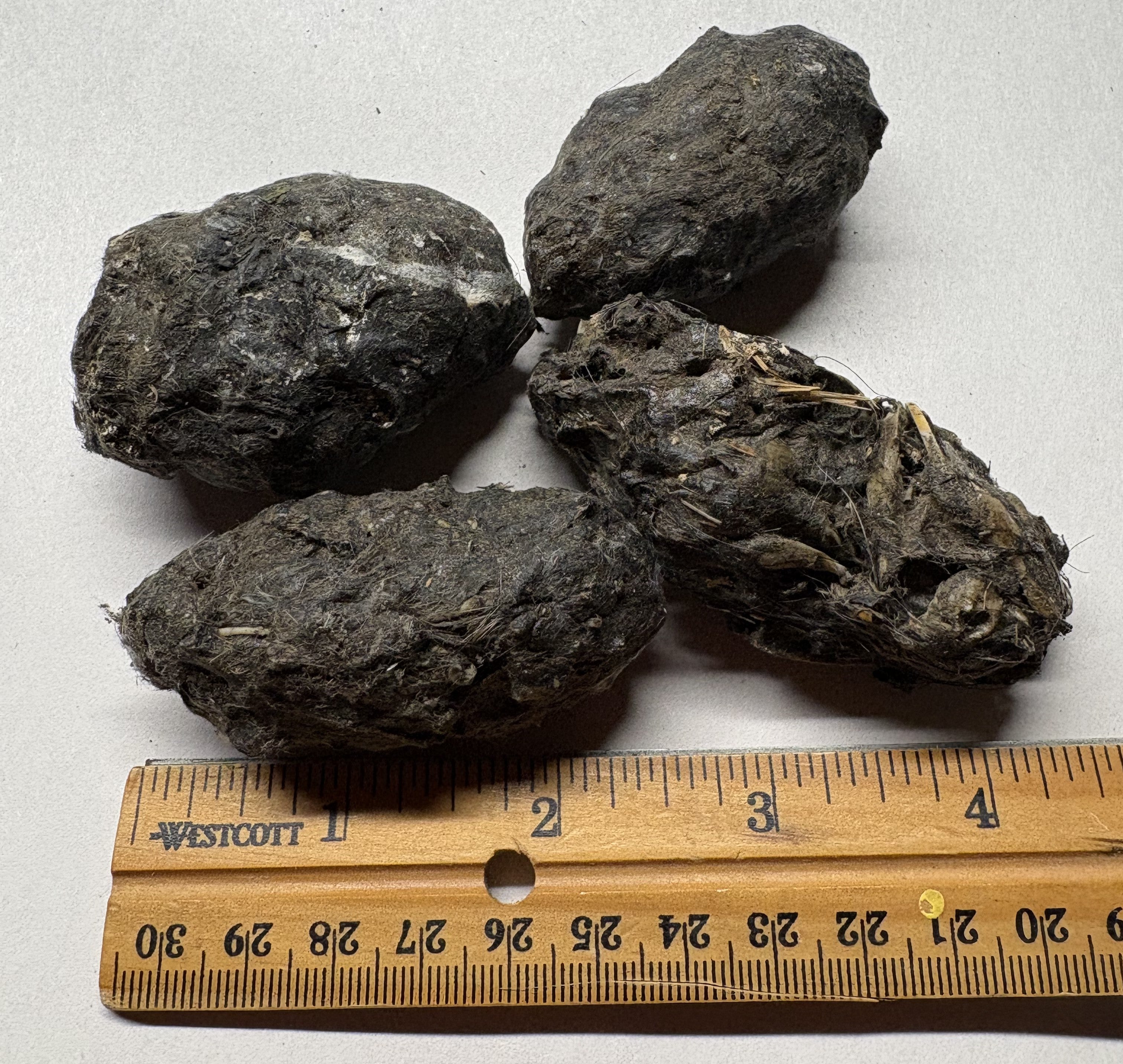 Large Owl Pellets
