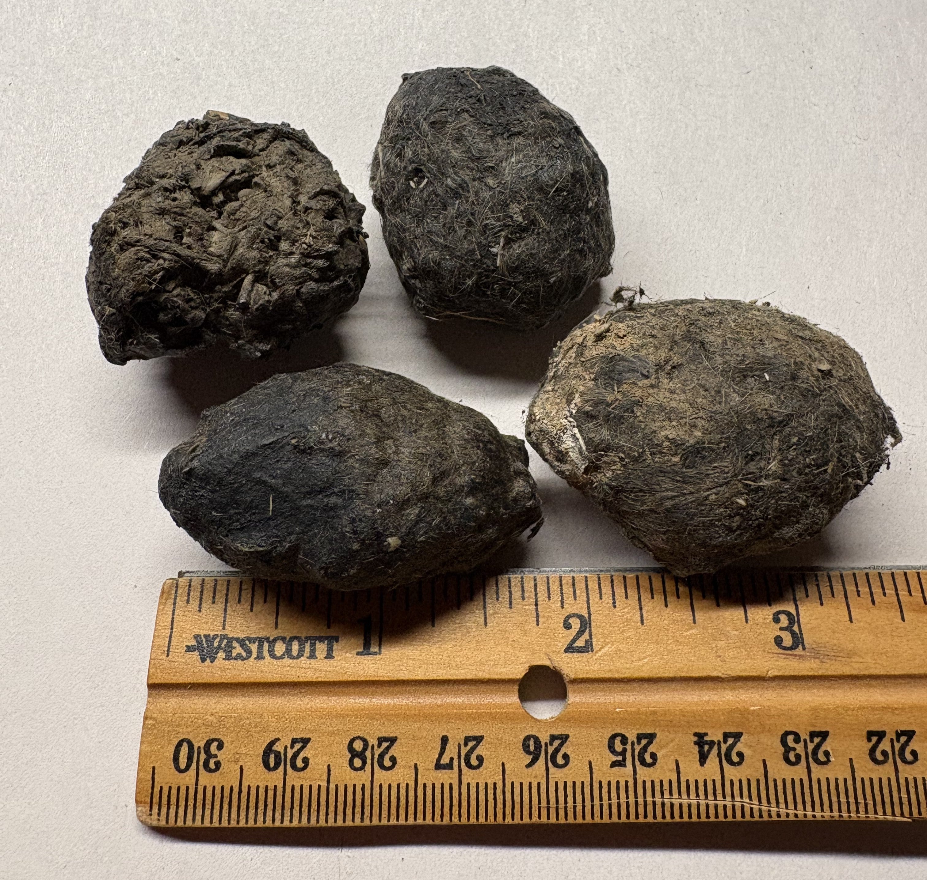Small Owl Pellets