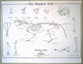 Vole Chart